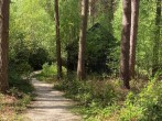 Woodland paths